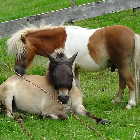 Haus Marienfried شقة